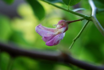 Robinia hispida - trnovník huňatý - květ